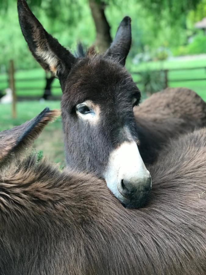 Agroturismo Anziola Villa Oiartzun Kültér fotó