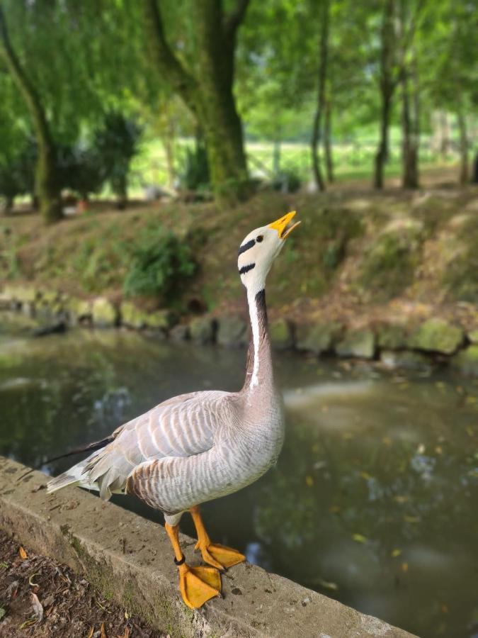 Agroturismo Anziola Oiartzun Kültér fotó