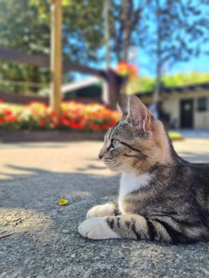 Agroturismo Anziola Oiartzun Kültér fotó