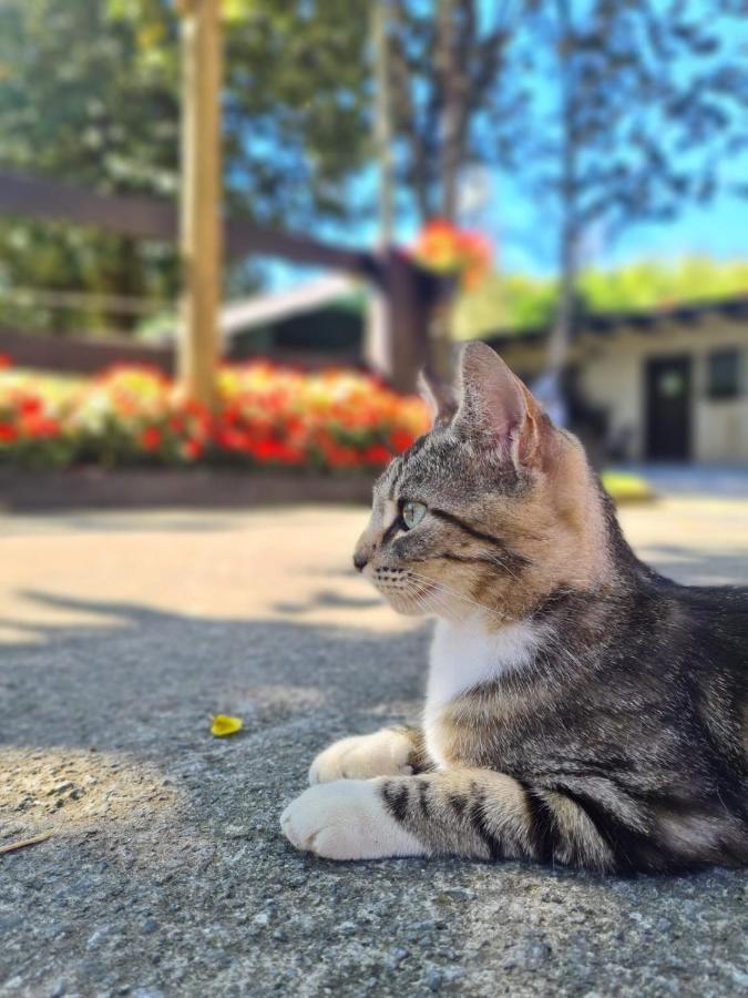 Agroturismo Anziola Villa Oiartzun Kültér fotó